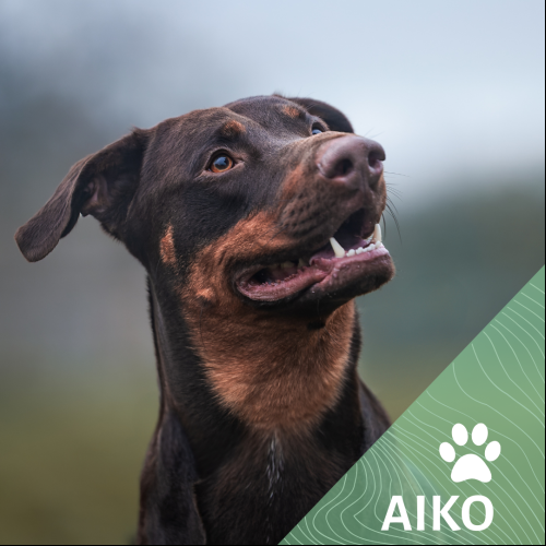 Image Aiko