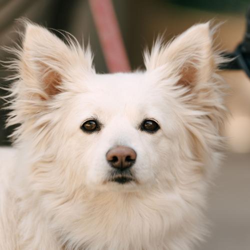 Image BELFI