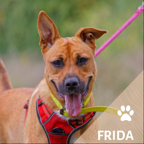 Image Frida