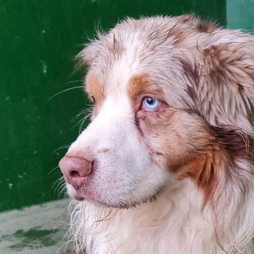 Adoptez Hero Au Refuge De La Spa De Strasbourg
