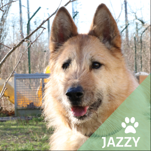 Jazzy