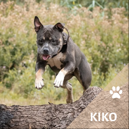 Kiko