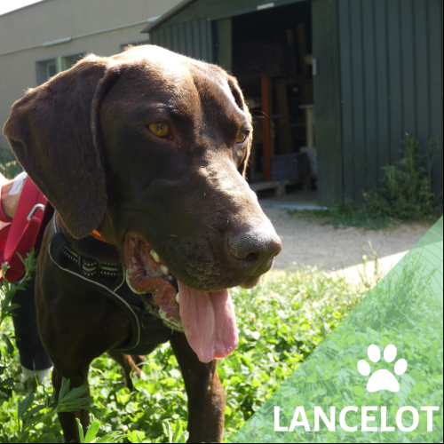 Image Lancelot