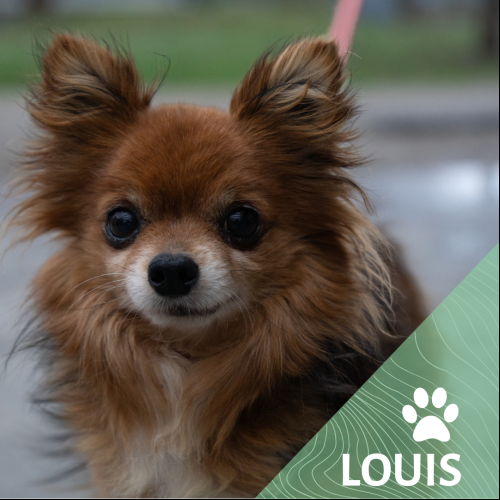 Image Louis