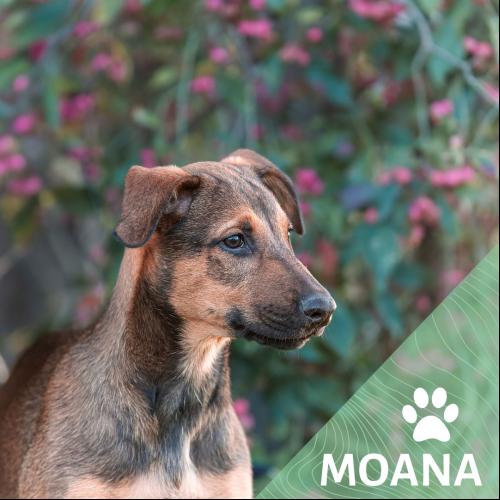 Image Moana
