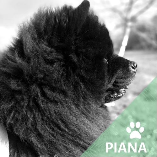 Image Piana