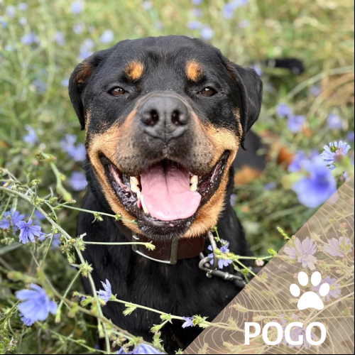 Pogo