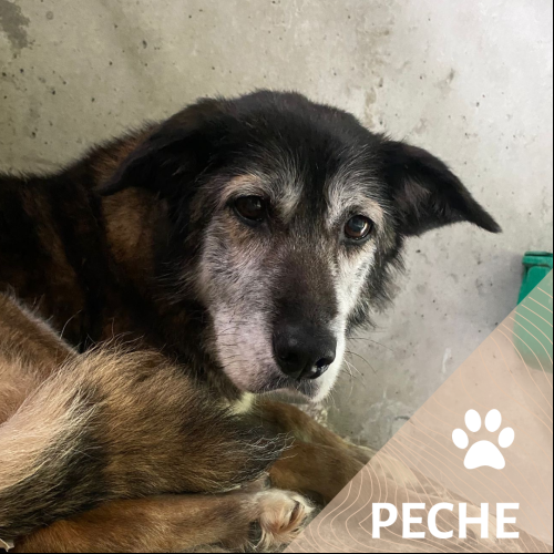 Image Pêche