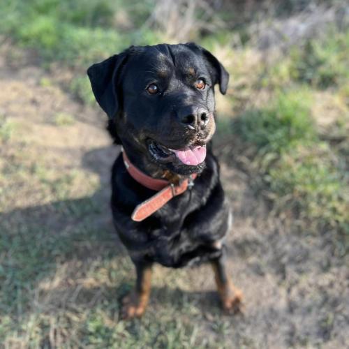 Image Rott