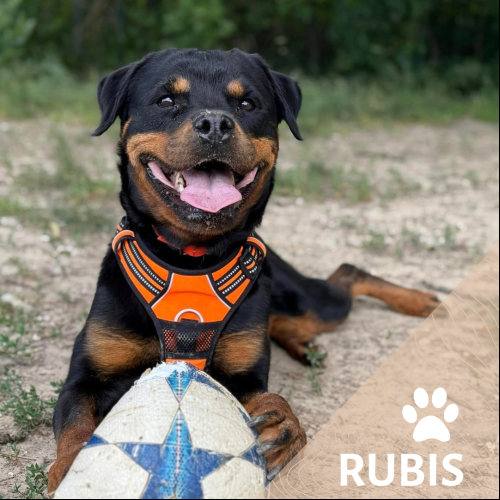 Image Rubis