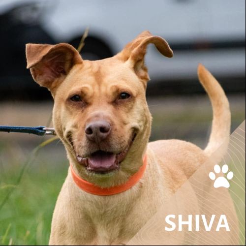 Shiva