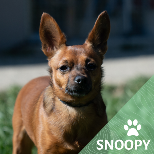 Snoopy