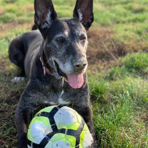TEXANE - malinoise 9 ans (8 ans de refuge) Spa de Strasbourg (67) Texane6181127b5568b