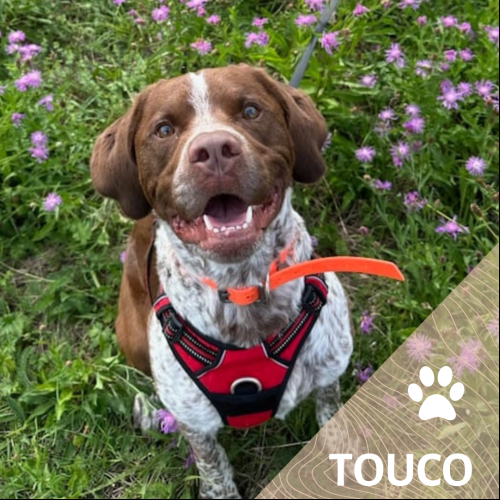 Touco