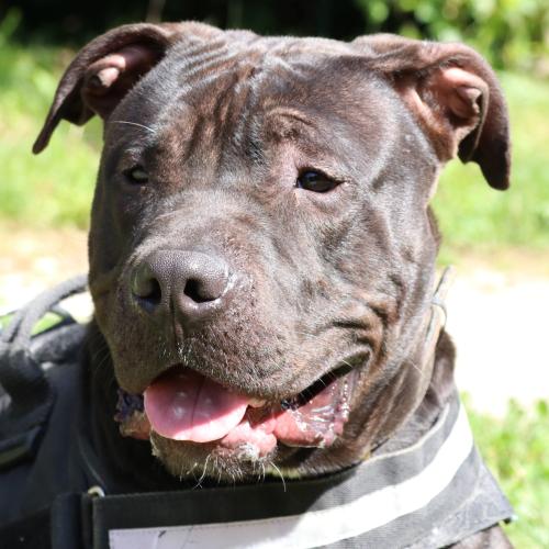 Image Tyson