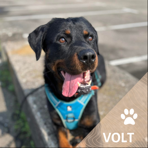 Image Volt