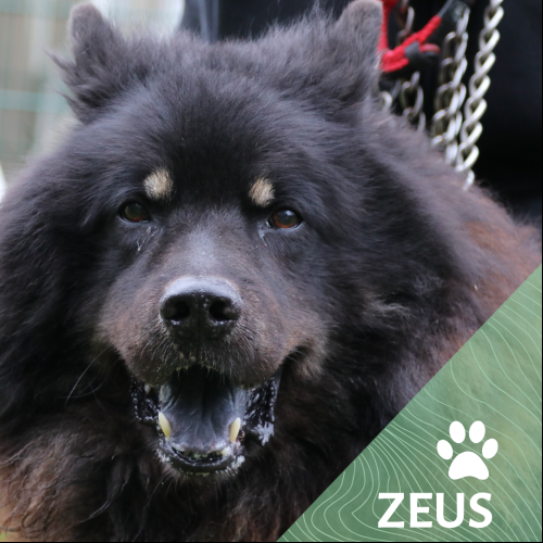 Image Zeus