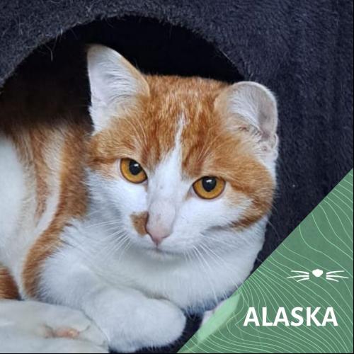 Image Alaska