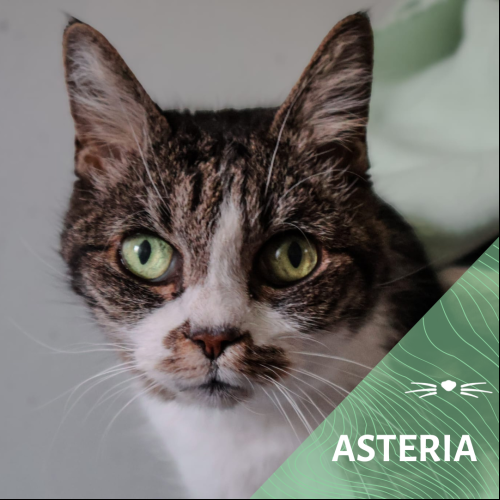 Asteria