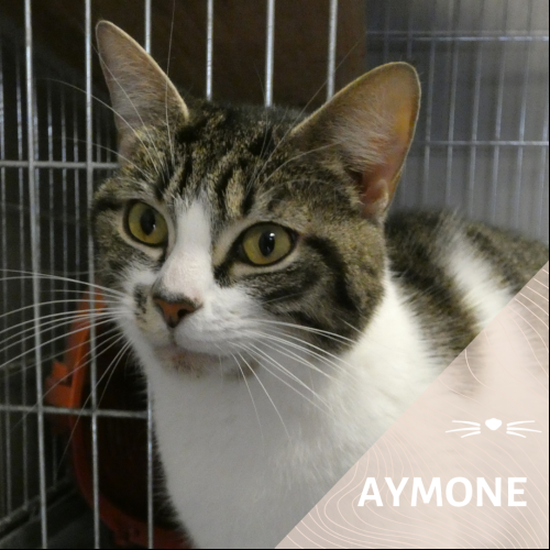 Aymone
