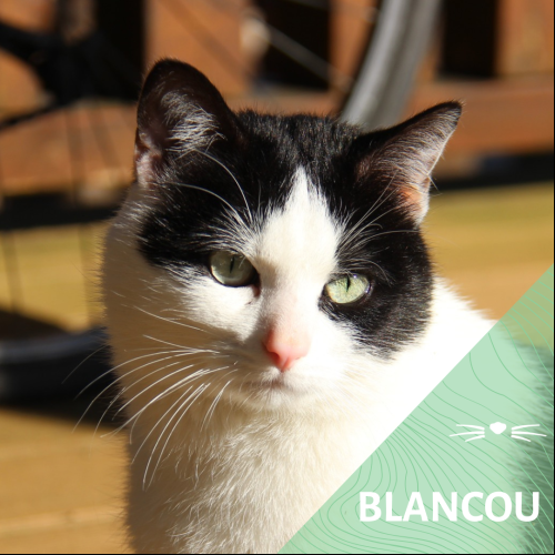Blancou