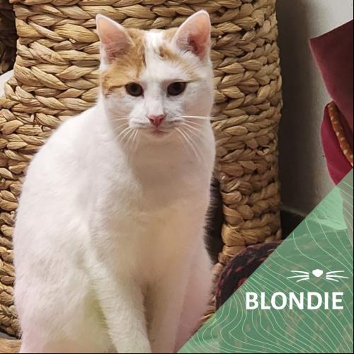Blondie