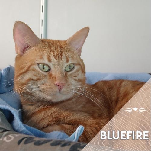 Blue Fire