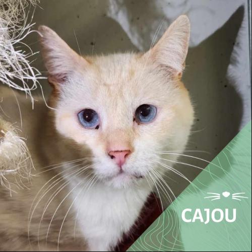 Cajou