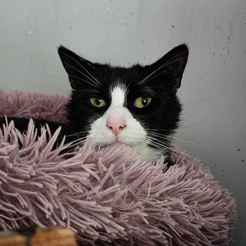 Carlito - chat adoptable spa strasbourg