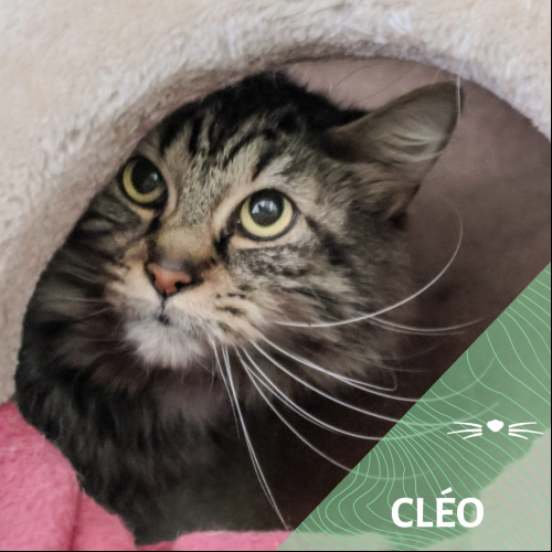 Cléo