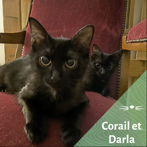 Corail et Darla