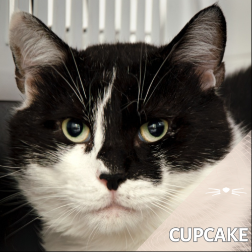 Cupcake