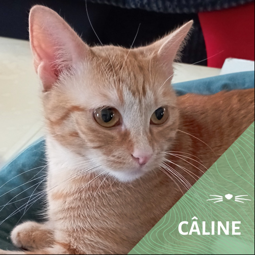 Image Câline