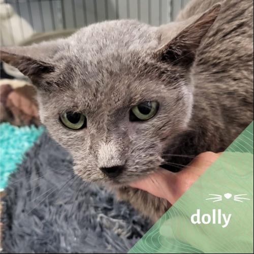 Image Dolly