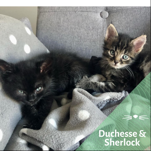 Image Duchesse et Sherlock