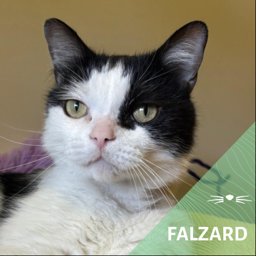 Image Falzard