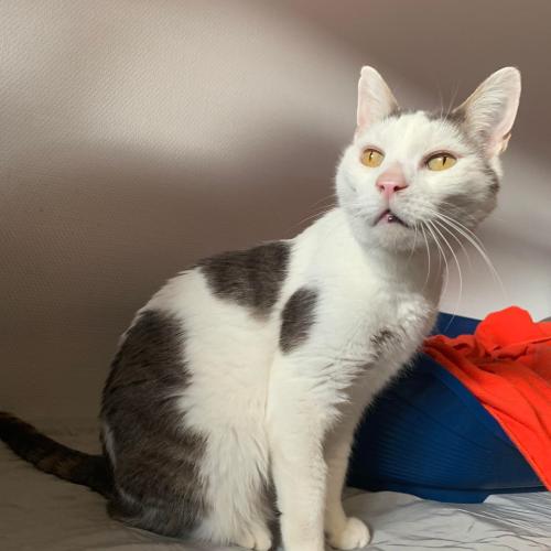 Figaro