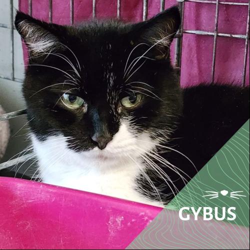 Image Gybus