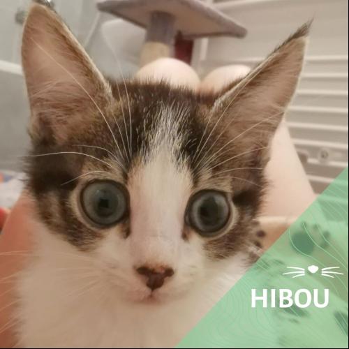 Image Hibou