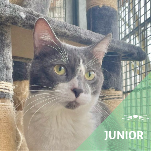 Junior