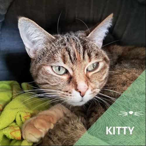 Image Kitty