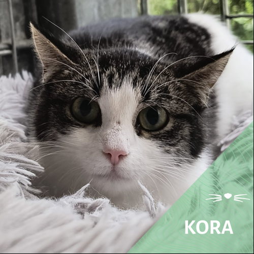 Image Kora