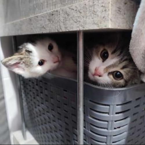 Image Lilo et Scratch