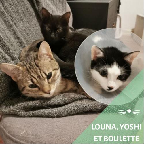 Image Louna, Yoshi et Boulette