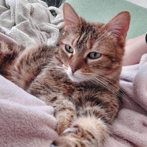 Image MINOU dite MIMI