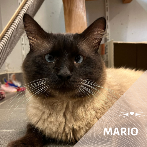 Image Mario