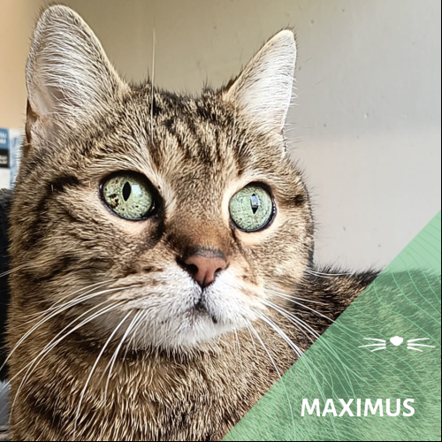 Maximus