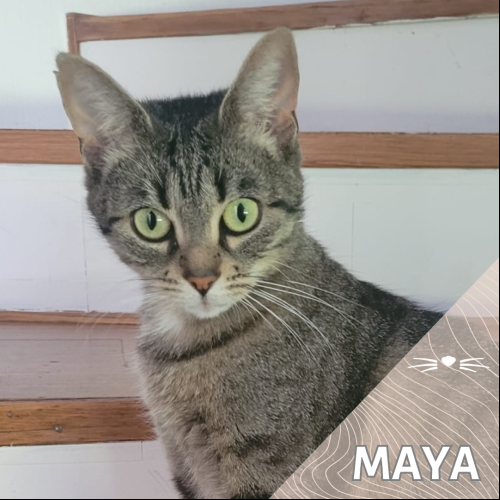 Image Maya