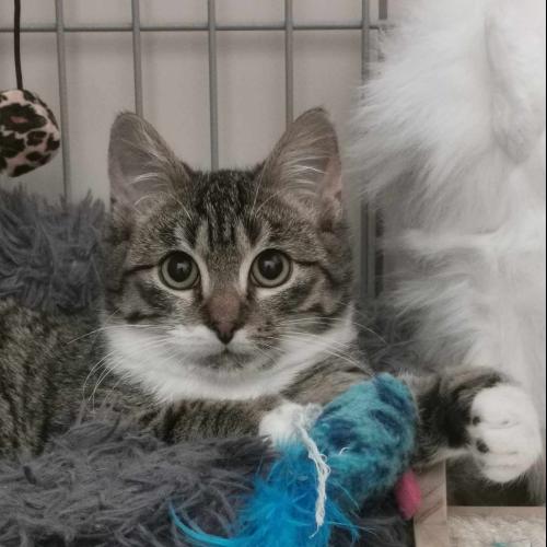 Image 𝑴𝑰𝑳𝑶