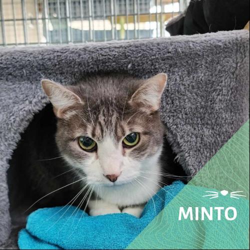 Image Minto